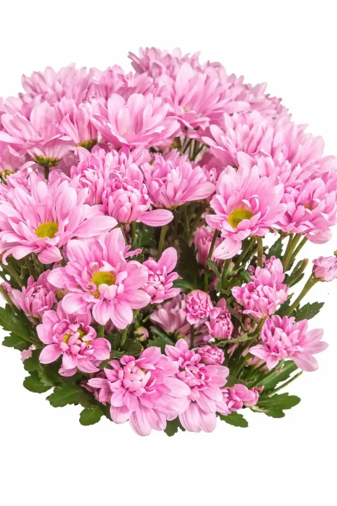AL26 Daisies Pink Angie 