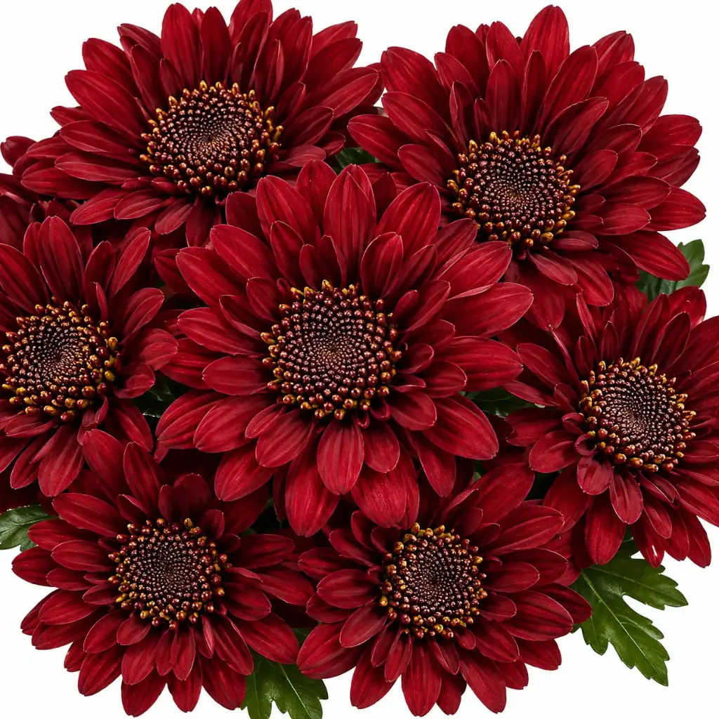 AL26 Chrysanthemums Novelty Motow 