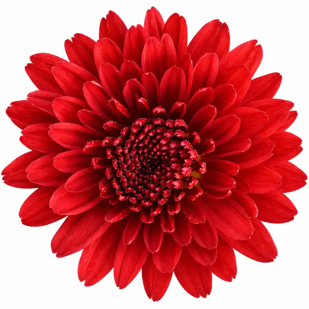 AL26 Chrysanthemums Novelty Motow 