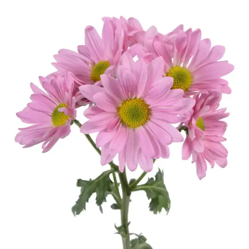 AL26 Daisies Pink Alma