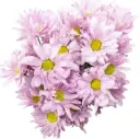 AL26 Daisies Pink Alma