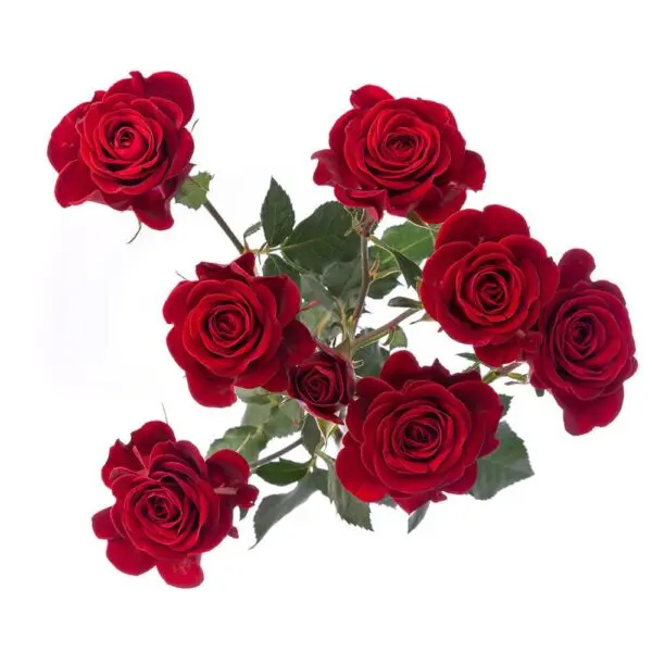  Spray Roses Red Verona