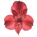 Alstroemerias Red Natalya