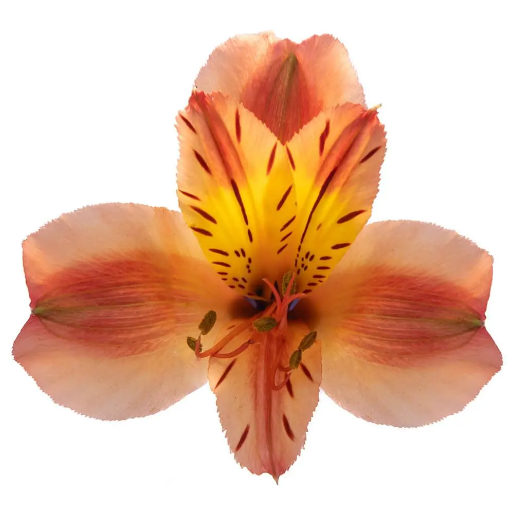 Alstroemerias Orange Queen