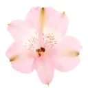 Alstroemerias Light Pink Stephanie 