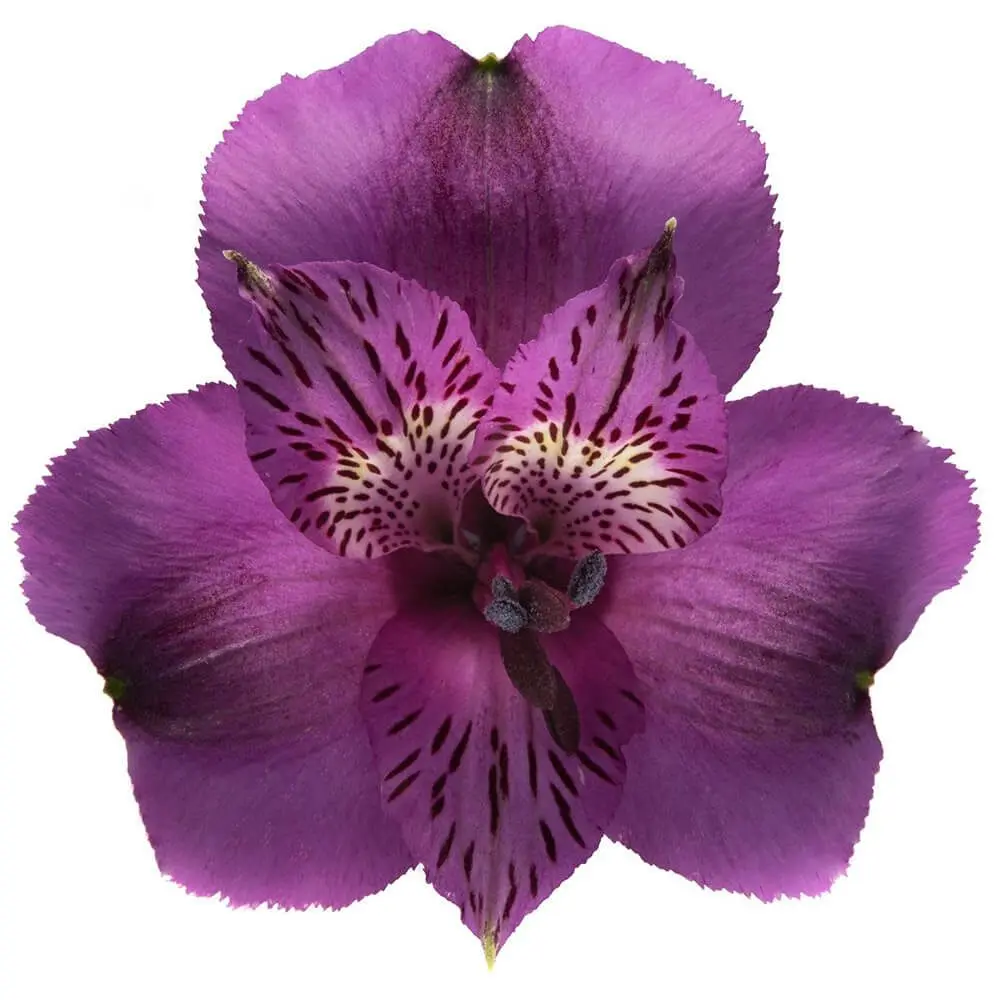 Alstroemerias Purple Aaron