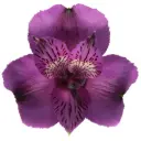 Alstroemerias Purple Aaron