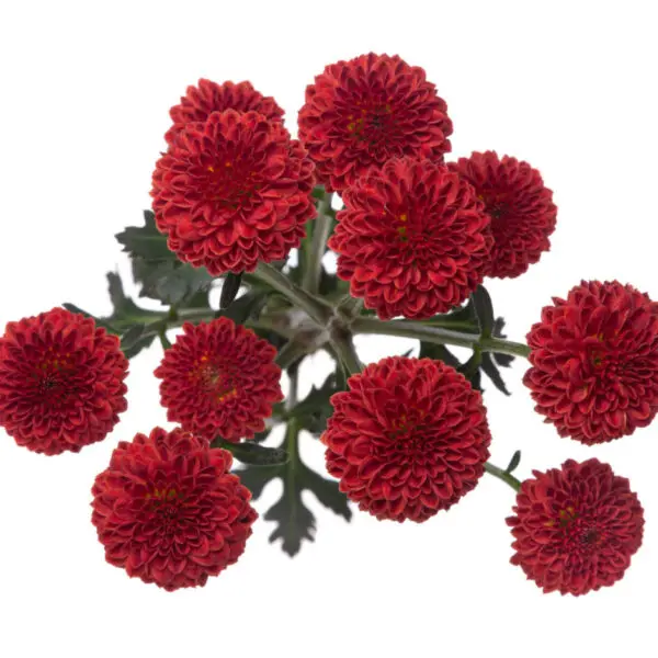 Micropoms Candy Crush Red (10st)