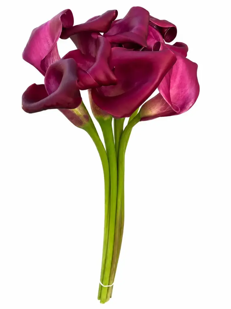 Mini Calla Lilies Burgundy 