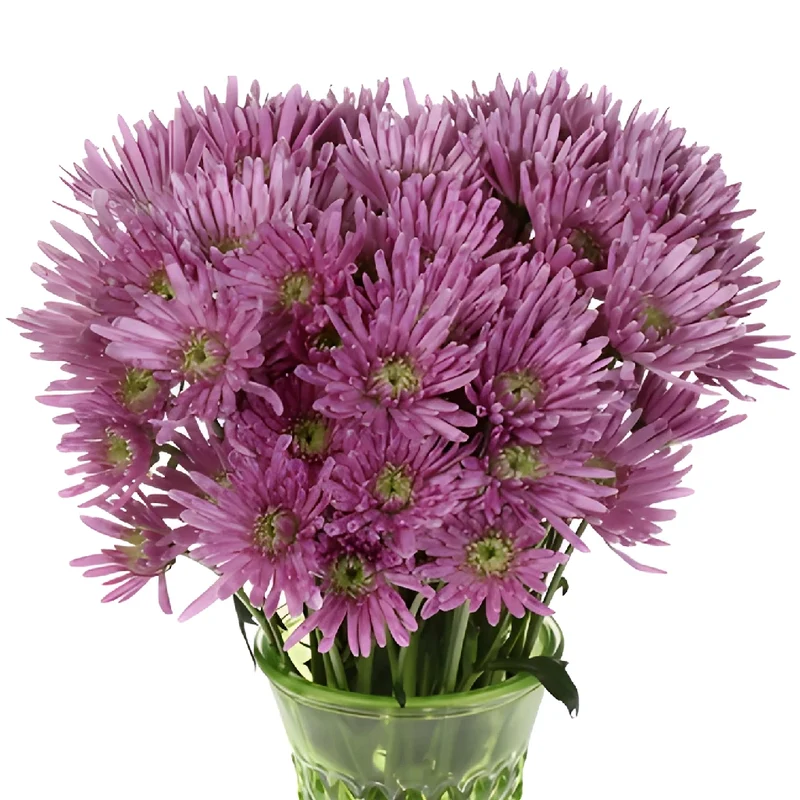 Chrysanthemums Lilac Invanovo Novelty