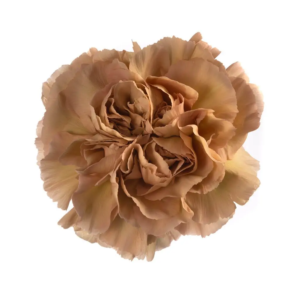 AL26 LG Carnations Beige Caramel 