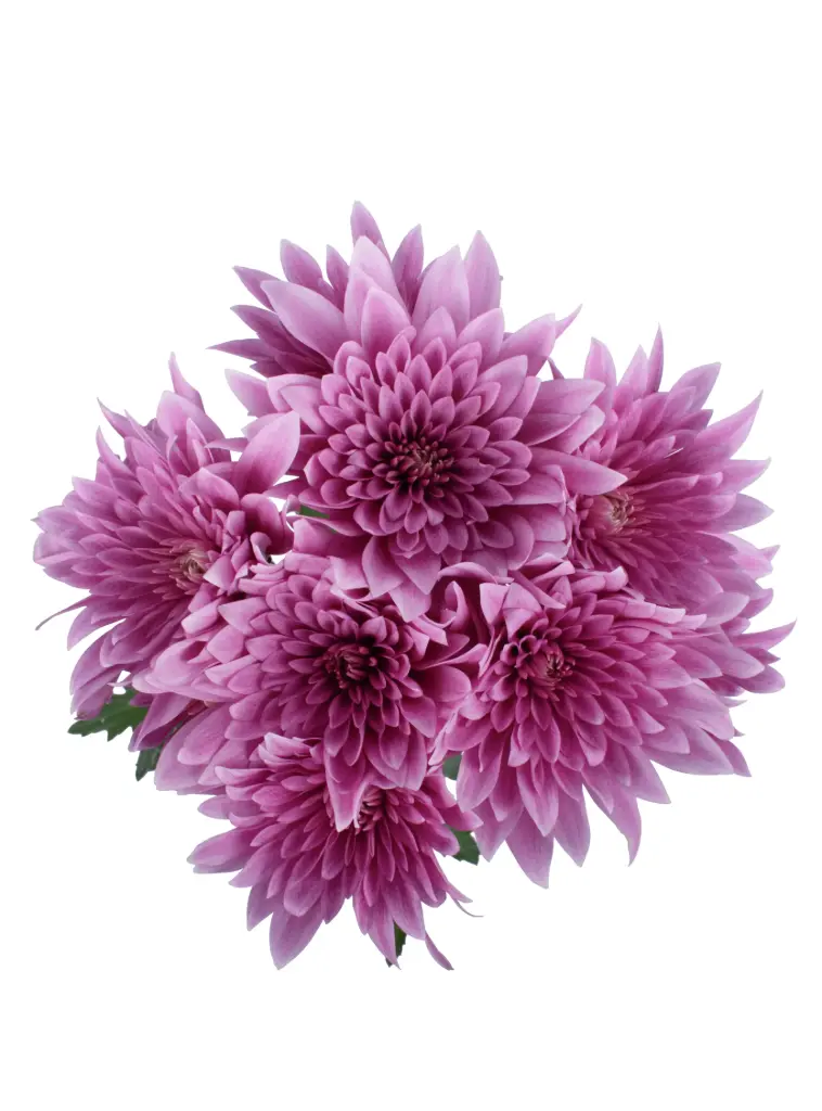 AL26 Chrysanthemums Lilac Whoopi