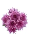 AL26 Chrysanthemums Lilac Whoopi