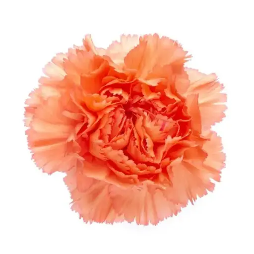 LG Carnations Orange Megan 