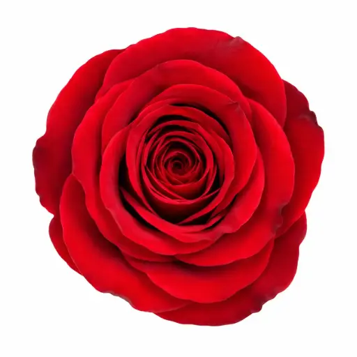 50cm Roses Red Freedom