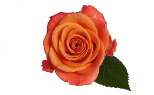 40cm Roses Orange Crush