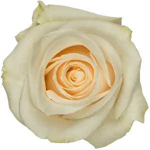 40cm Roses White Vendela
