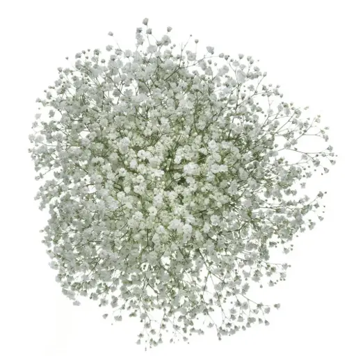 GYP Baby's Breath Xlence 260g