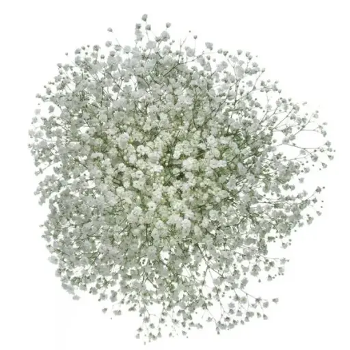 GYP Baby's Breath Xlence 260g