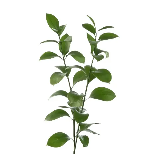 Israeli Ruscus 