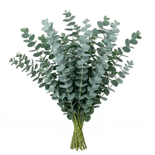 Eucalyptus Baby Blue