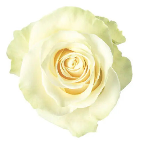 50cm Roses White Mondial 