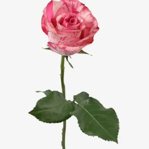 40cm Roses Pink/White Magic Times 