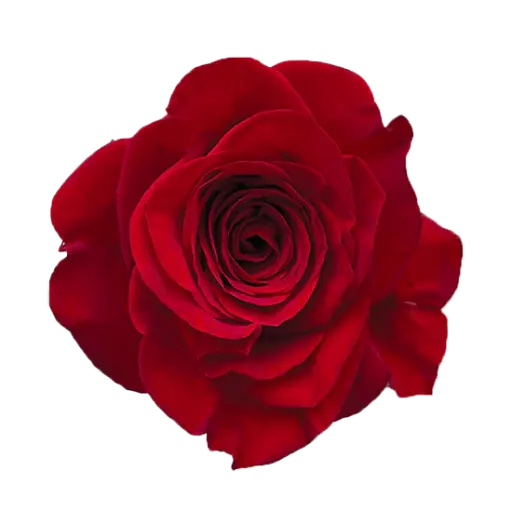 40cm Roses Red Freedom