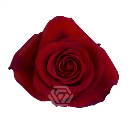 40cm Roses Red Freedom