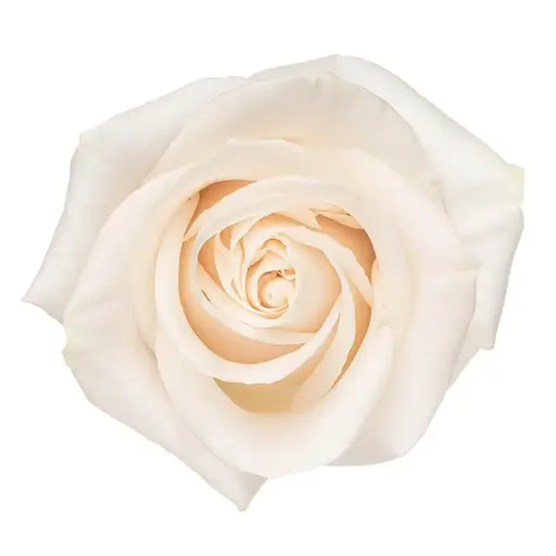 50cm Roses Vendela White