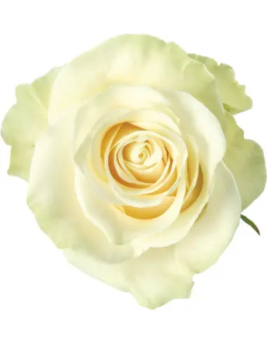 40cm Roses White Mondial
