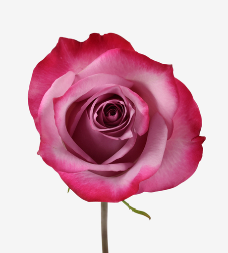 40cm Roses Deep Purple