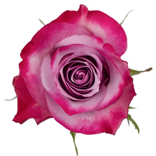40cm Roses Deep Purple