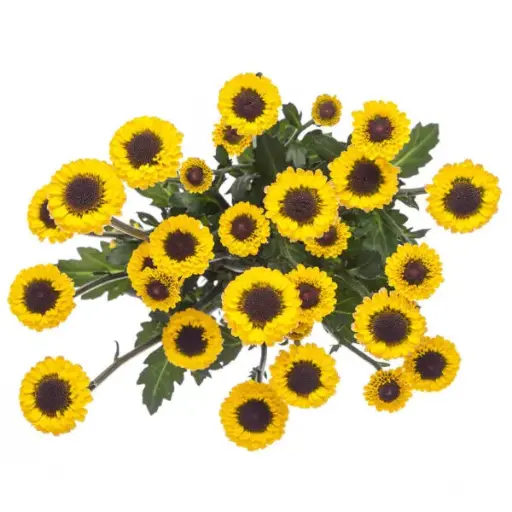 M25 MicroButton Yellow Molly Sunflower
