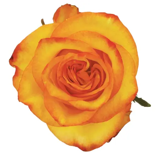 50cm Roses Bi-Color Yellow & Red H&Y