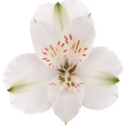 80cm Alstroemerias Assorted