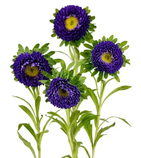 Matsumoto Purple 