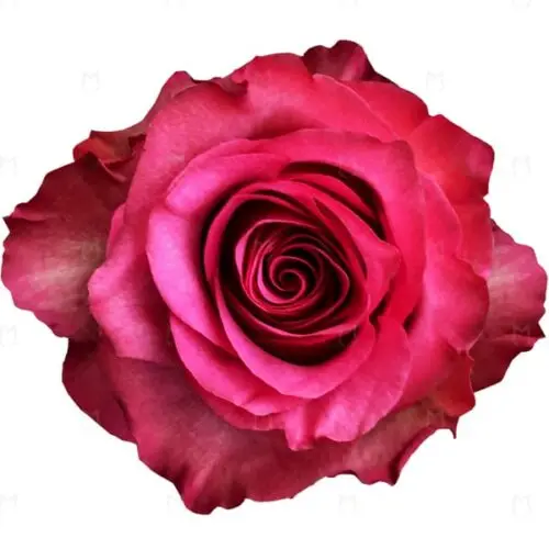 50cm Roses Pink Lola 