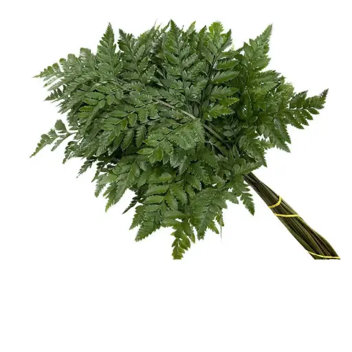 Leather Leaf 
