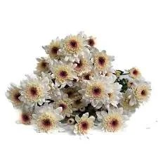 Chrysanthemum White/Pale Pink Candor Light