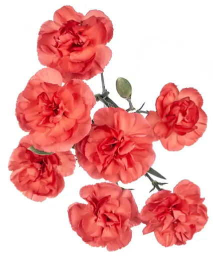 Mini Carnations Orange Valencia 