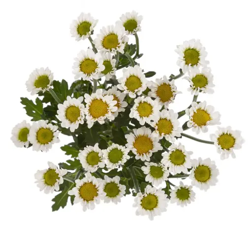 Iconfetti White Nebula