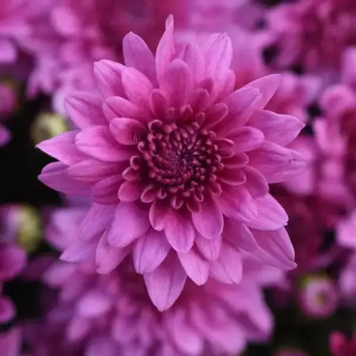 Chrysanthemums Pink Thirza