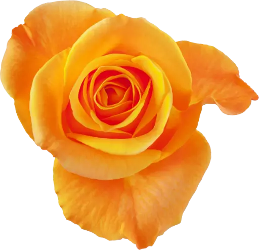 40cm Roses Hilux/Aloha 