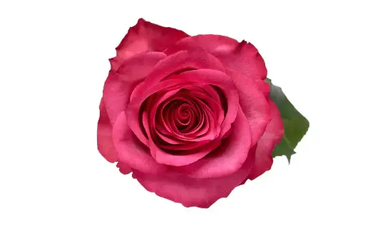 40cm Roses Deep Pink Lola