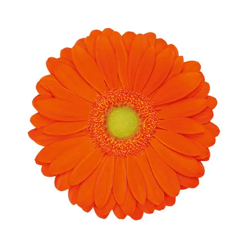 M26 Gerberas Dark Orange