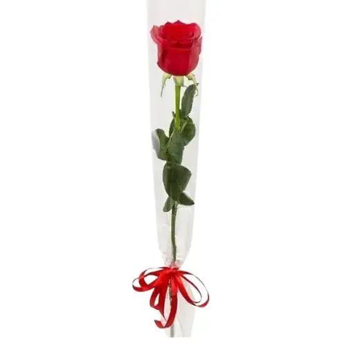 Single Red Rose