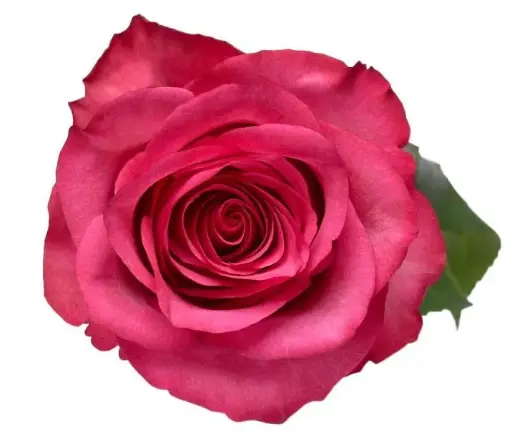 AL26 40cm Roses Hot Pink Lola