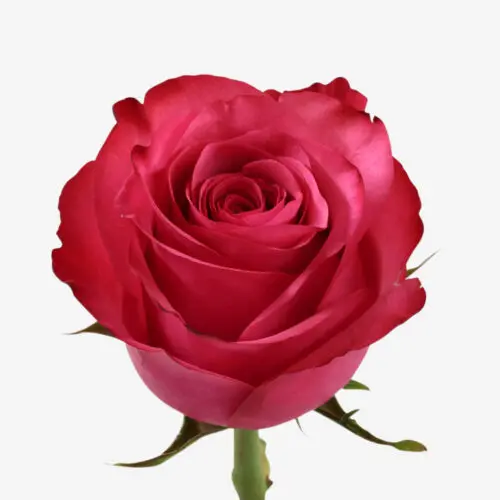 V26 40cm Roses Hot Pink Lola