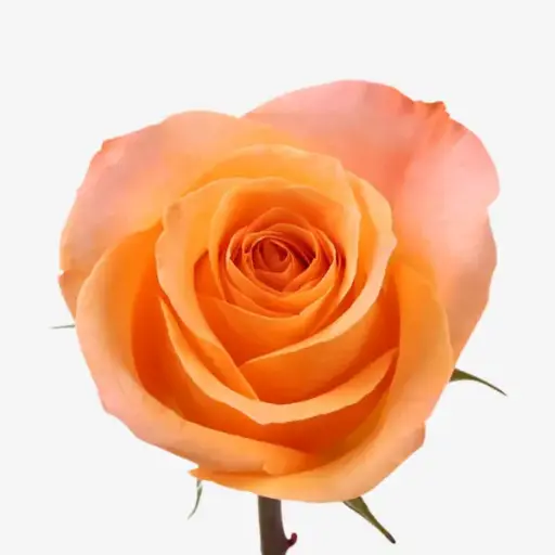 M25 40cm Roses Coral Reef Peach